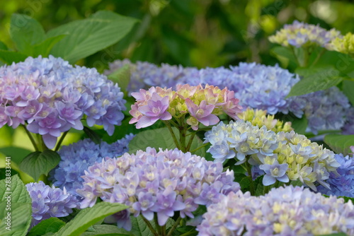 blooming flower of hydrangea tree