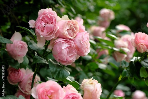 pink rose in full blooming	