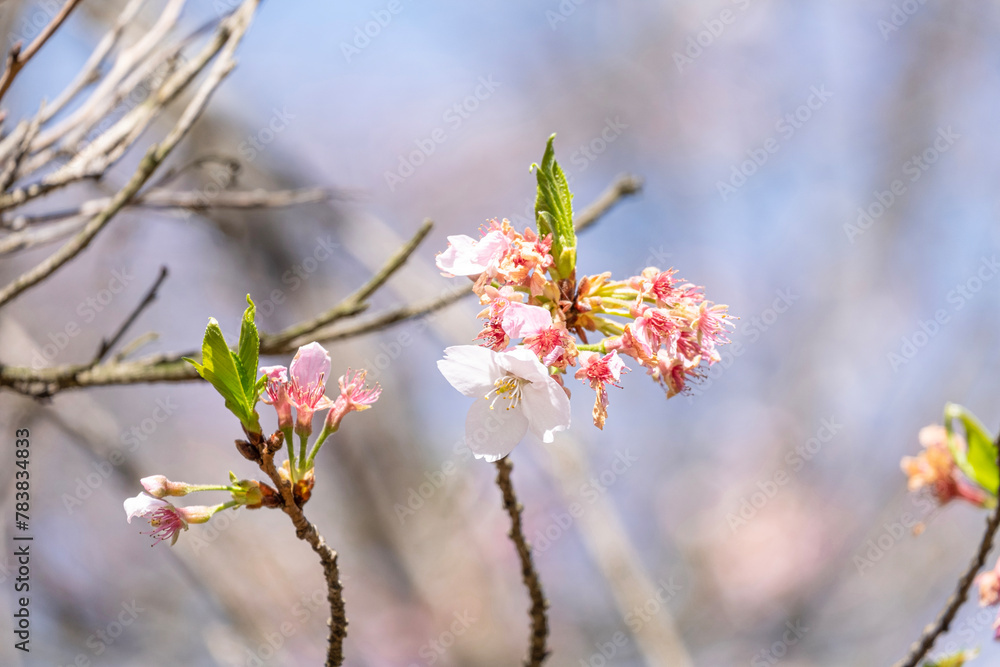 soft pink and wilted Japanese cherry blossoms flower or sakura bloomimg on the tree branch. Small fresh buds and many petals layer romantic flora in botany garden. soft pink and wilted Japanese cherry blossoms flower or sakura bloomimg on the tree branch. Small fresh buds and many petals layer romantic flora in botany garden.