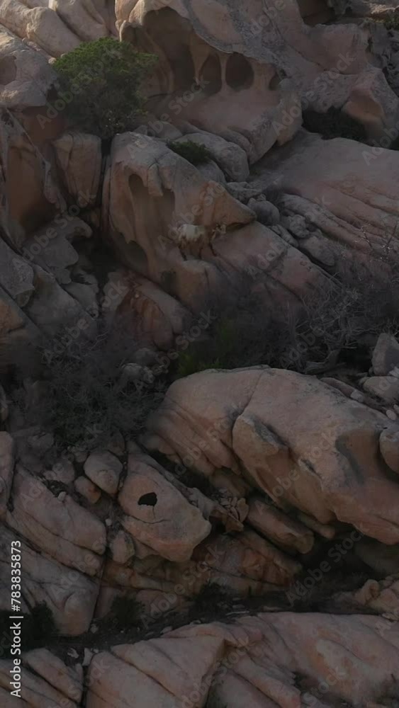 Family Of Wild Capra Goats Moving On Rocks In Nature Conditions Vertical Aerial Video
Family Of Wild Capra Goats Moving On Rocks In Nature Conditions Vertical Aerial Video