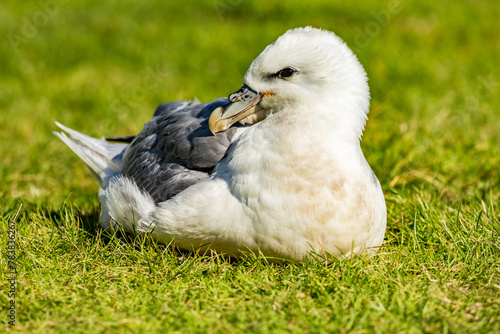 Seagull resting, bird in the grass, close up, fauna wildlife photograph taken in Iceland