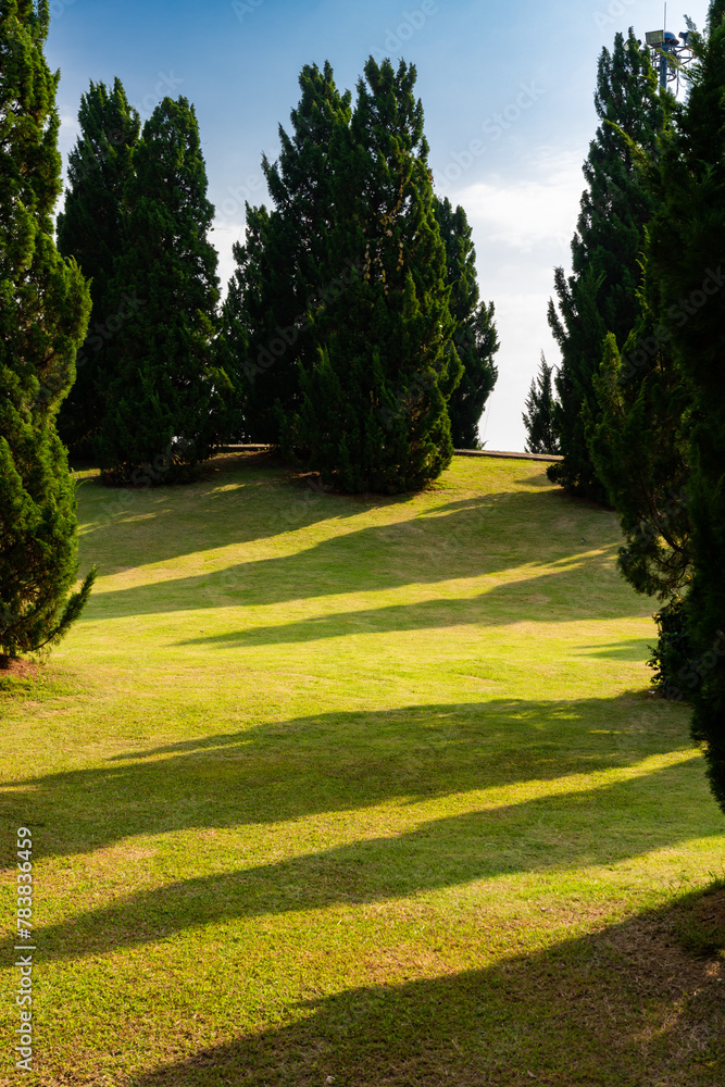 Fototapeta premium A field of grass with trees in the background. The sun is shining and casting shadows on the grass