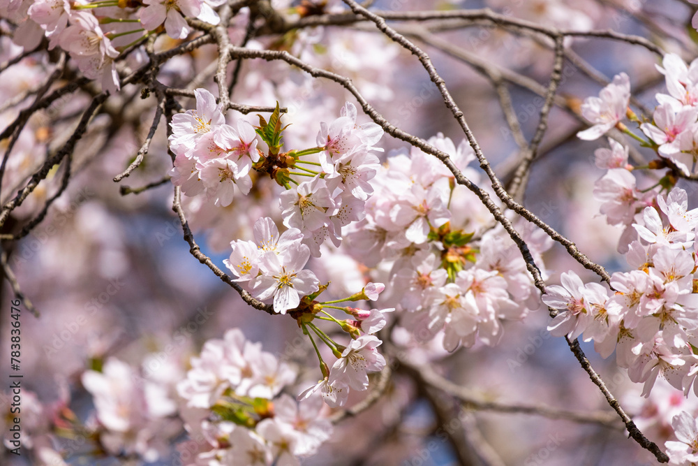 Pink floral Japanese cherry blossoms flower or sakura bloomimg on the tree branch. Small fresh buds and many petals layer romantic flora in botany garden. Pink floral Japanese cherry blossoms flower or sakura bloomimg on the tree branch. Small fresh buds and many petals layer romantic flora in botany garden.
