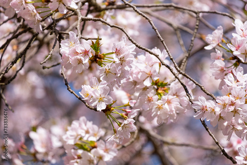 Pink floral Japanese cherry blossoms flower or sakura bloomimg on the tree branch.  Small fresh buds and many petals layer romantic flora in botany garden.