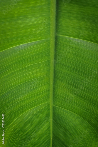 full frame leaf pattern texture background