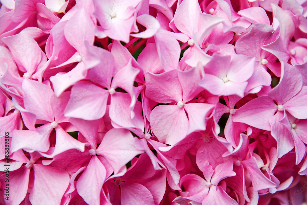 Pink hortensia blossom flower closeup pattern with petals. Springtime flowers backgrounds