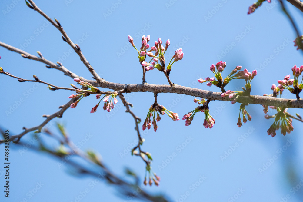 group of soft pink Japanese cherry blossoms flower or sakura bloomimg on the tree branch. Small fresh buds and many petals layer romantic flora in botany garden. group of soft pink Japanese cherry blossoms flower or sakura bloomimg on the tree branch. Small fresh buds and many petals layer romantic flora in botany garden.