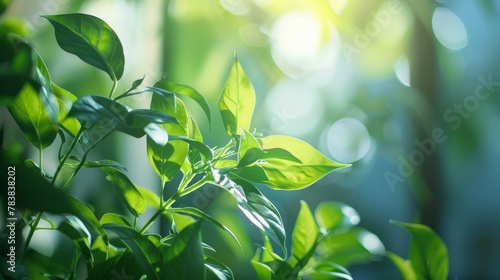 Sunlight illuminates a green plant, highlighting its fresh, vibrant leaves