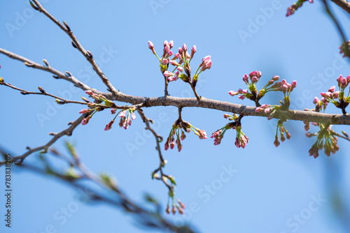 group of soft pink Japanese cherry blossoms flower or sakura bloomimg on the tree branch.  Small fresh buds and many petals layer romantic flora in botany garden.