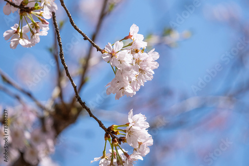 soft pink beautiful Japanese cherry blossoms flower or sakura bloomimg on the tree branch.  Small fresh buds and many petals layer romantic flora in botany garden.