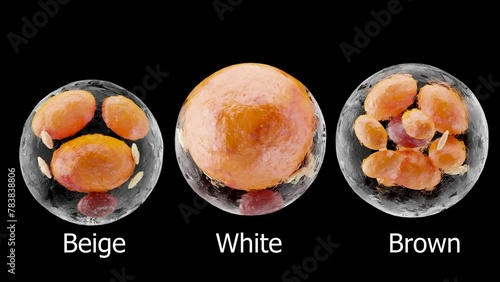 brown, beige and white fat cells,  adipocyte and lipocyte, cholesterol in a cells, adipose tissue, lipid droplet, fat in body, Obesity, Types of lipocytes dermis and hypodermis, nucleus, 3d render photo