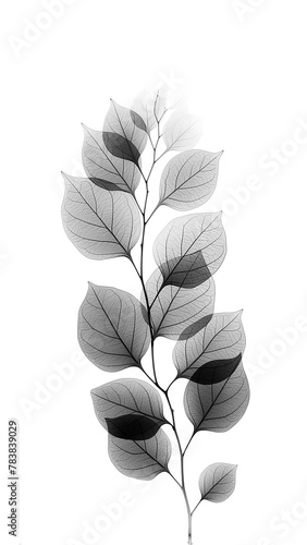Branch with leaves in x-rays close-up on a white background. Simple minimalistic design. Black and white illustration. © Наталья Зюбр