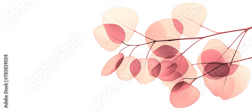Branch with autumn leaves in x-rays close-up on a white background. Simple minimalistic design. Banner. © Наталья Зюбр
