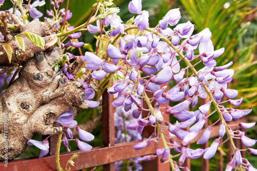 Blossom wisteria branch on the village hedge. Springtime flowers backgrounds