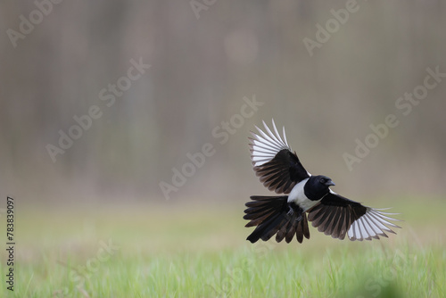 bird Eurasian Magpie or Common Magpie or Pica pica with blurred background