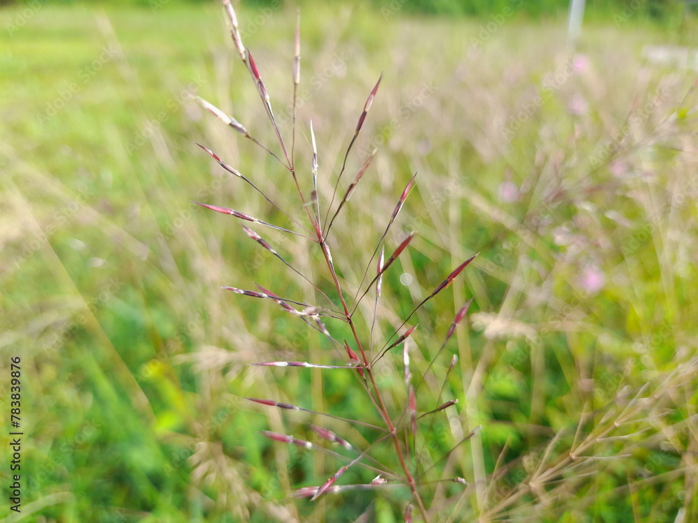 Pink Chrysopogon aciculatus or love grass or lesser spear grass. Gold beard grass Pink Chrysopogon aciculatus or love grass or lesser spear grass. Gold beard grass