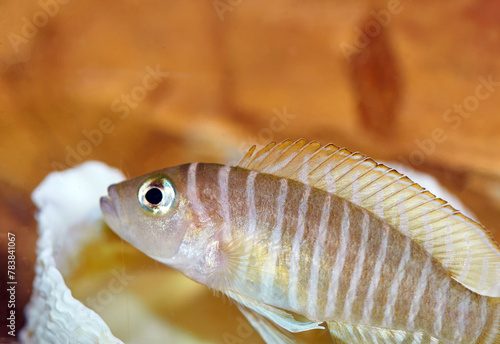 Lamprologus similis from Tanganyika lake in the tank close up