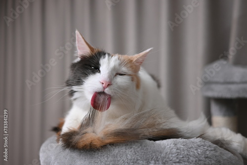 毛づくろいで猫の舌がザラザラであることがよくわかる写真（メインクーン）