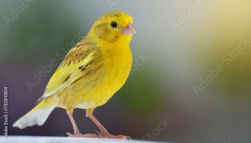 The yellow canary is vigorous and irritable