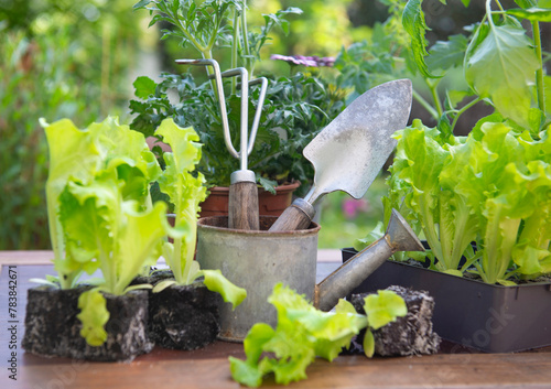 gardening tools with lettuce ready to plant  and vegetable seedlings on a tab...