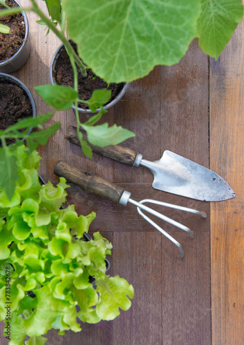 directly above view on gardening tools under leaf of vegetable seedlings on a...