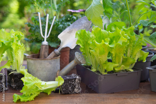 lettuce  in dirt ready to plant with gardening tools in back and vegetable se...