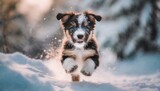 dog running in snow,dog, animal, pet, puppy, canine, white, cute, collie, AI generat 