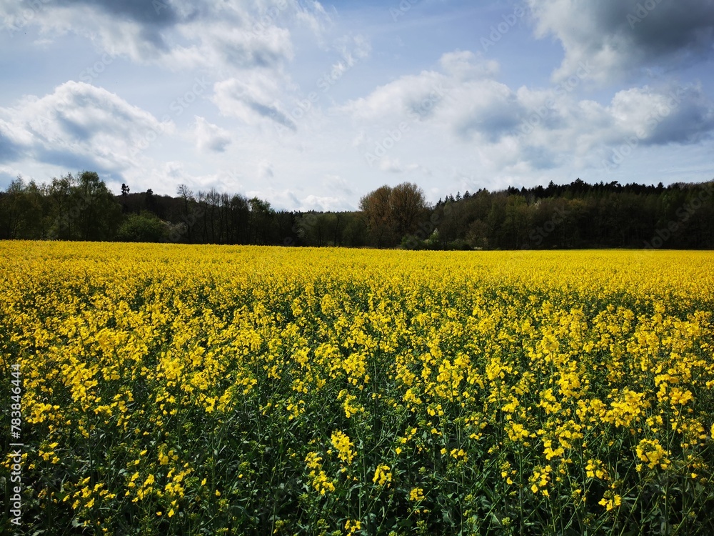 Rape plants in bloom in the fields in spring in northern Germany