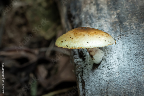 macro view of Pholiota aurivella which fungi lives in the Bogor botanical gardens photo