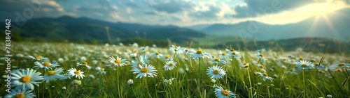 Field of daisies and wildflowers under a blue sky, surrounded by lush green grass and distant mountains photo