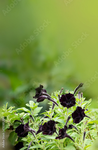 黒いチューリップの花をモチーフにした背景素材