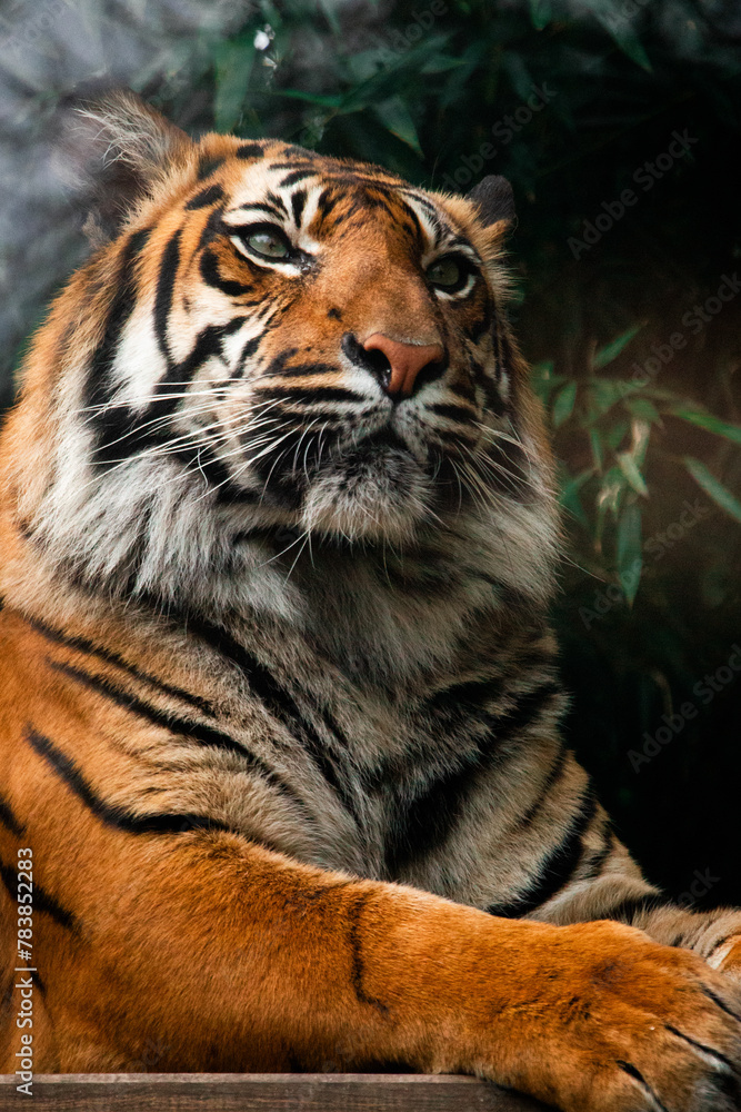 Obraz premium tiger in the zoo