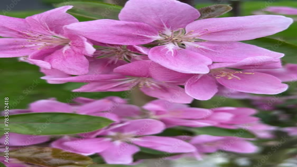 Pink flowers of a blossoming apple tree close up Pink flowers of a blossoming apple tree close up