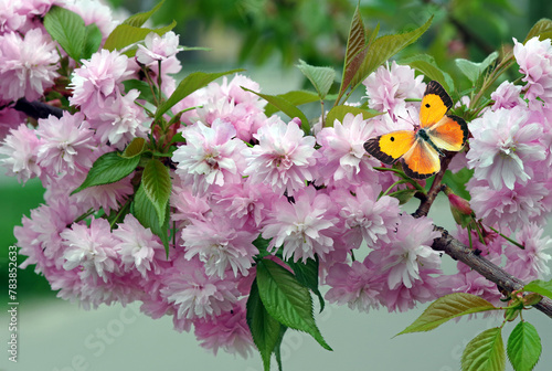 bright orange butterfly on blooming branch of pink sakura close-up.