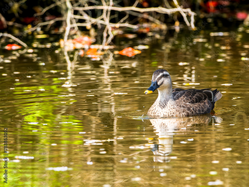 Obraz premium 池を泳ぐカルガモ