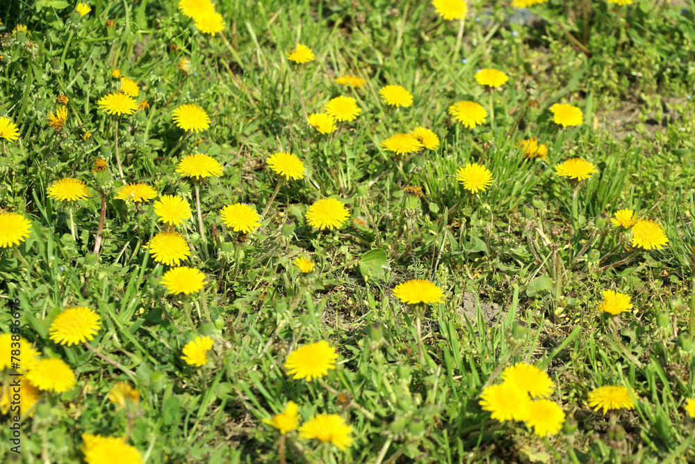 yellow dandelions on grass