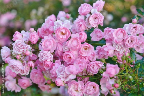 Branch with numerous flowers of pink delightful rose    he Fairy  variety in the garden close-up. 