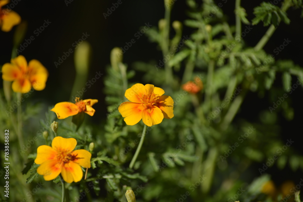 Eine blühende Blume in ihrer Natur Eine blühende Blume in ihrer Natur