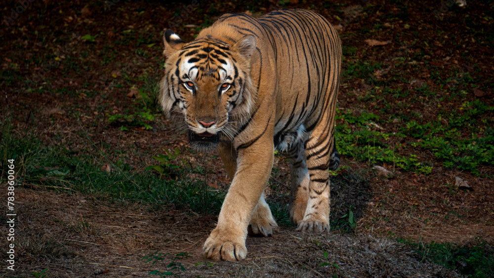 Obraz premium Roaring Majesty: Stunning Tiger Stock Photos Ready to Pounce into Your Projects