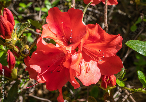 Brilliant red blooming azalea in bright sunshine