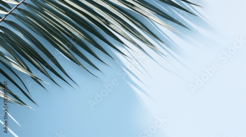 Blurred shadow from palm leaves on the wall. 