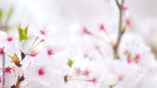 Cherry blossoms Someiyoshino Spring Slow motion photo