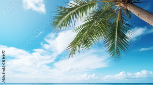 Palm tree on tropical beach with blue sky 