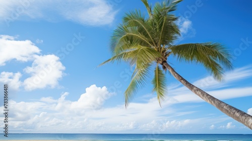 Palm tree on tropical beach with blue sky 