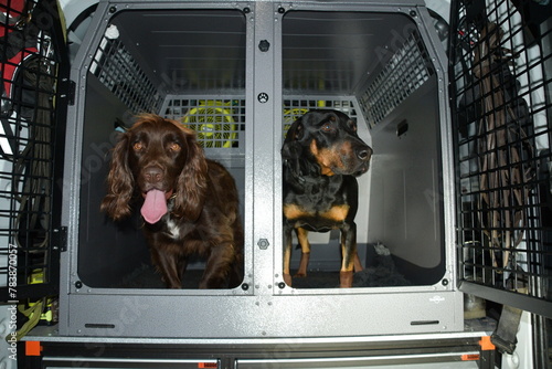 Sticker Working dogs in a vehicle
