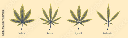 Cannabis leaf isolated. Marijuana leaf icon. Vector illustration. Logo concept. Indica, Sativa, Hybrid, Ruderalis.
