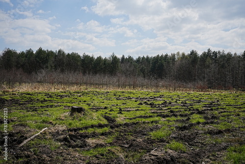 New woodland at Beskid Mountains near Goczalkowice reservoir in Poland