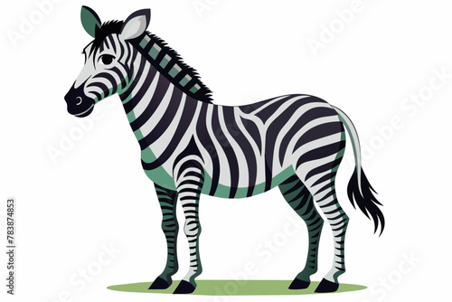 standing zebra