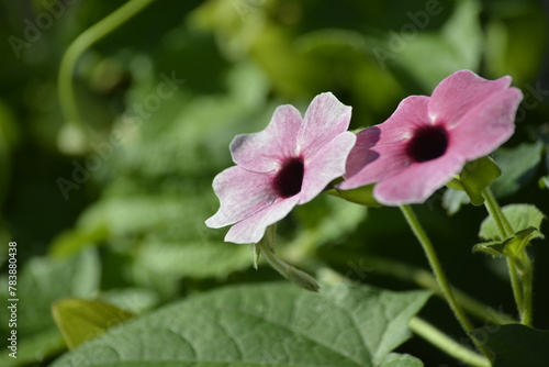 Wallpaper Mural Thunbergia-Blüten in Violett und Pink Torontodigital.ca