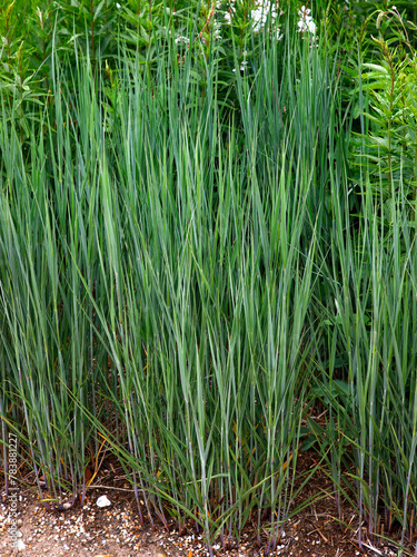 Closeup of upright growing ornamental garden grass Panicum virgatum heavy metal.